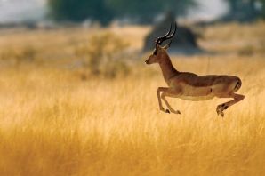 Антилопа рибок