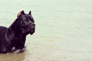 Кане корсо злой