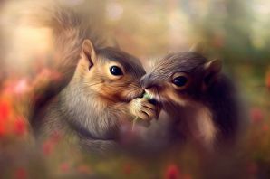 Две белочки