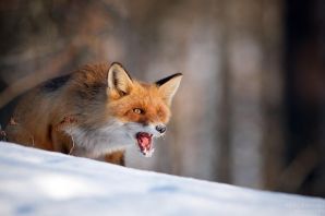 Пасть лисы