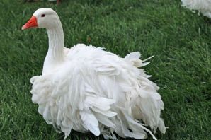 Гусь кудрявый