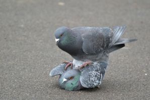 Злой голубь
