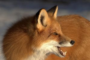 Наглая лиса