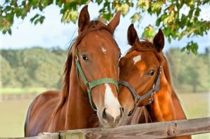 Две лошади