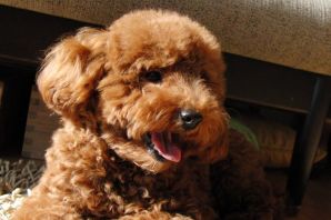 Тедди пудель мальтипу