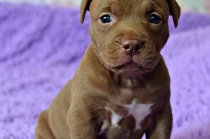 Маленькие щенки питбуля