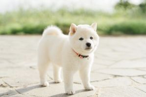 Сиба ину белого окраса