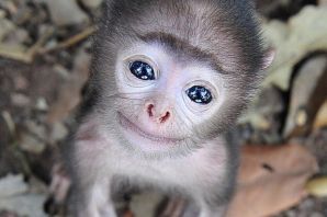Милые мартышки