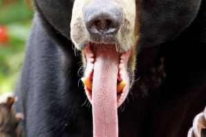 Медведь с длинным языком