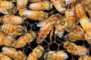 Порода пчел кордован