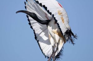 Священный ибис птица