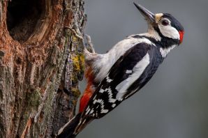 Краснохвостый дятел