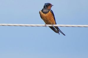 Сибирская ласточка птица