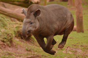 Тапир и слон