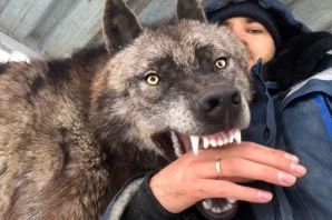 Самый большой канадский волк