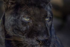 Коричневая пантера