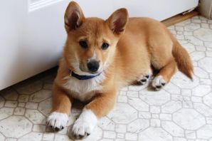 Метис корги и сиба ину
