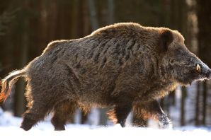 Самый большой дикий кабан секач