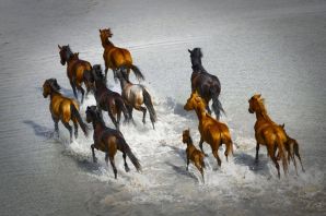 Табун лошадей сверху