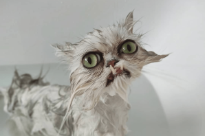 Взъерошенный кот