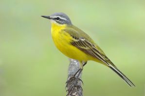 Птица желтая трясогузка