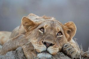 Грустная львица