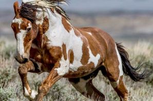 Американский мустанг лошадь