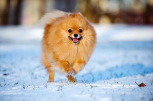 Померанский шпиц лисьего типа