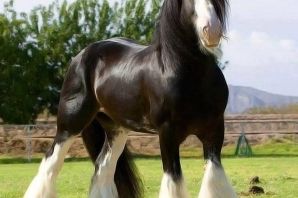 Конь тяжеловоз шайр