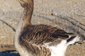 Гуси кучербаевский породы