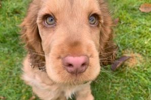 Голубоглазый кокер спаниель