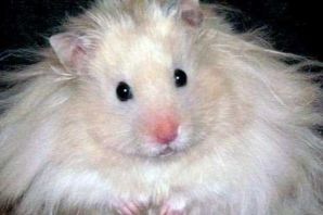 Ангорский пушистый хомяк