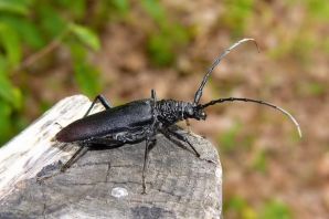 Черный жук усач дровосек