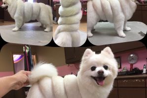 Смешные стрижки шпицев