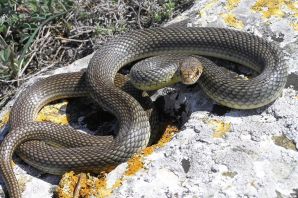 Крымский полоз змея