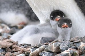 Малый пингвин птенец