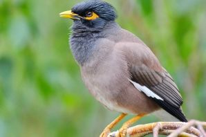 Индийская майна птица