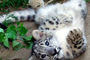 Снежный барс с барсятами