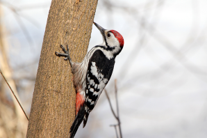 Дятел красноголовик