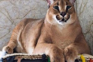 Большой шлепа каракал