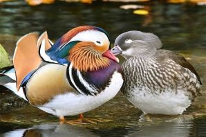 Утята утки мандаринки