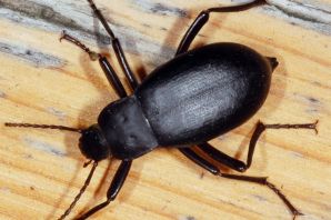 Жук вещатель чернотелка