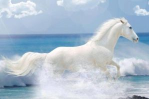 Белая лошадь в океане