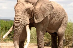 Индийский слон самец