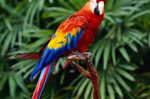 Африканский попугай ара