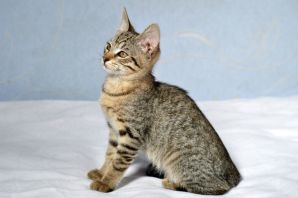 Кошка табби макрель