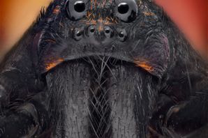 Морда паука вблизи