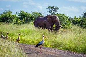 Аисты в африке