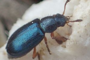 Ветчинный жук