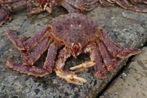 Амурский краб